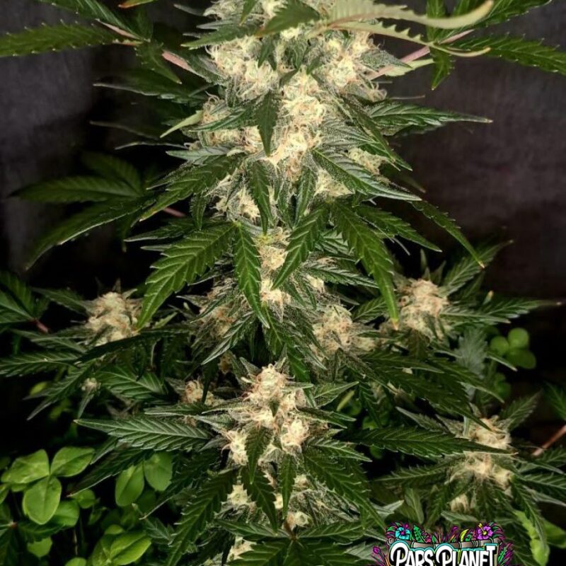 Tangie Auto