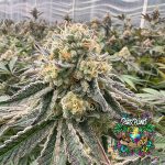 The Original Z3.0 - Feminized