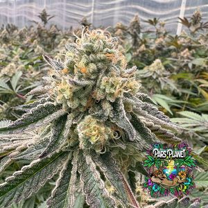 The Original Z3.0 - Feminized