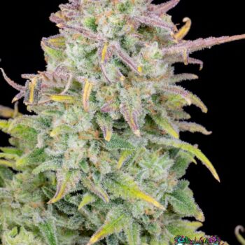 Trainwreck Auto
