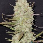 Tropicana Cookies Auto