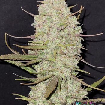 Tropicana Cookies Auto