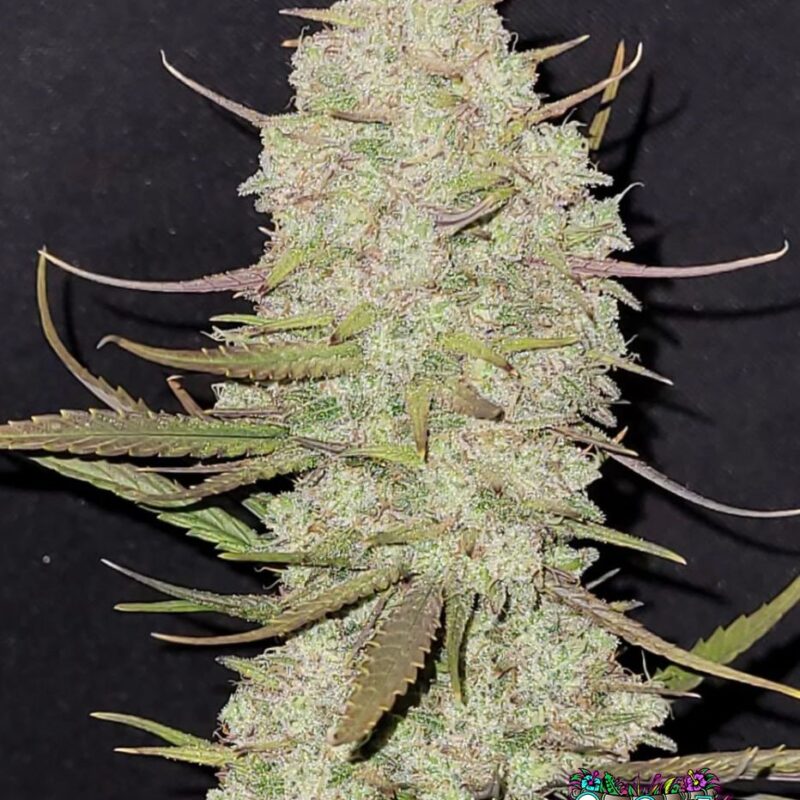 Tropicana Cookies Auto