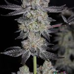 Tropicana Cookies FF