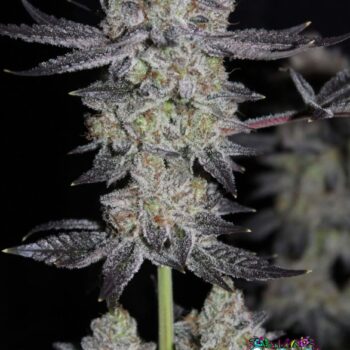 Tropicana Cookies FF