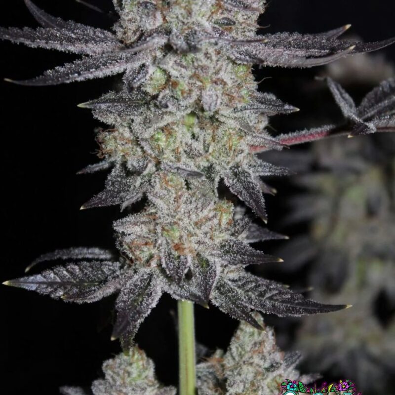 Tropicana Cookies FF