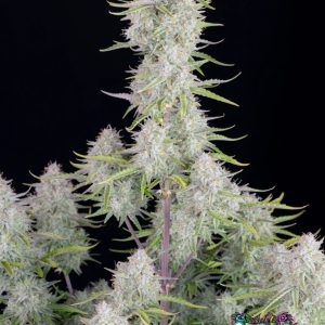 Wedding Cheesecake Auto