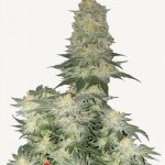 Wedding Cheesecake FF Seeds by FastBuds