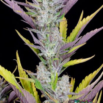 Wedding Glue Auto