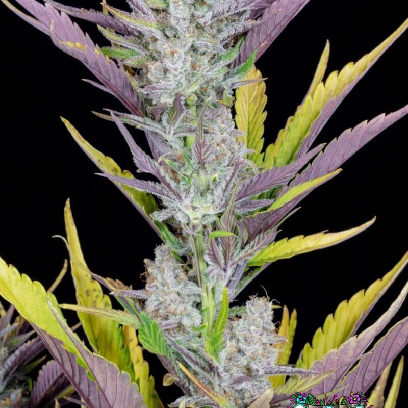 Wedding Glue Auto