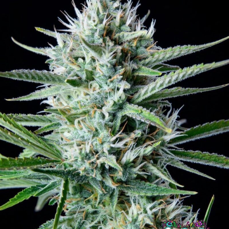 White Widow Auto