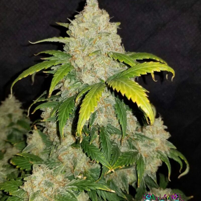 Zkittlez Auto