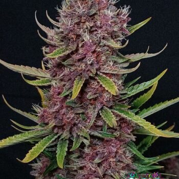 Ztrawberriez Auto