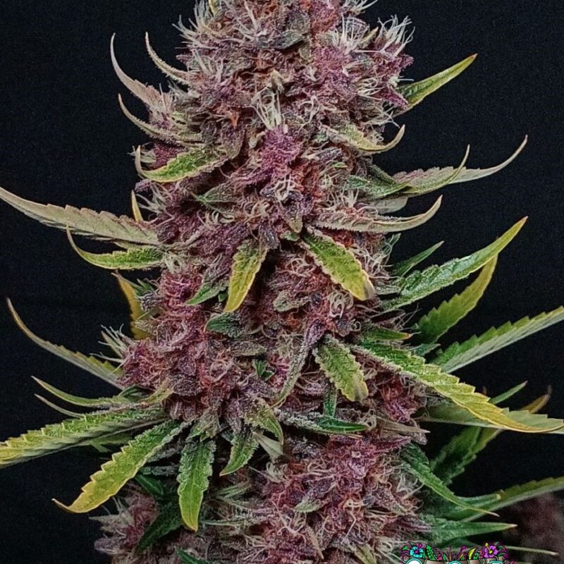 Ztrawberriez Auto