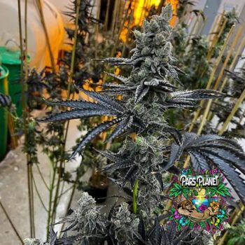 Dirty Bird Feminized Seeds