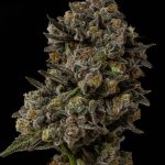 25 Eyes Feminized Seeds by Seed Junkey