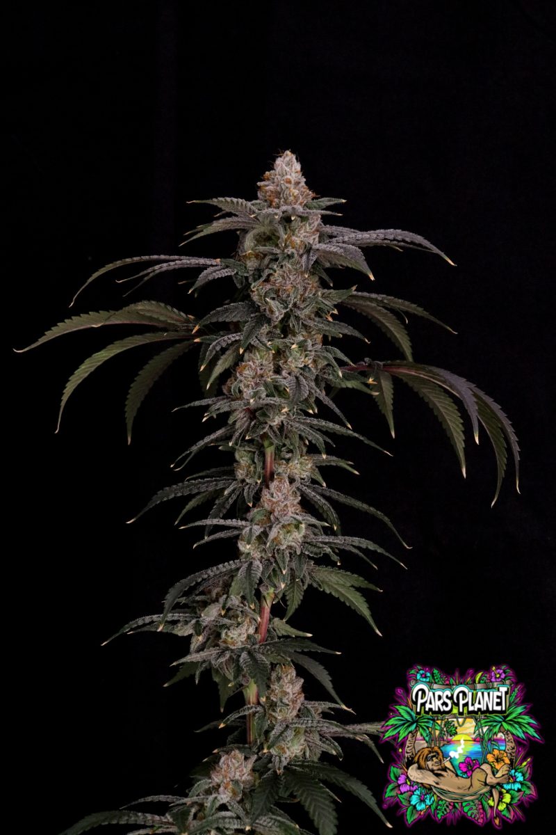 Black_Beretta-Cipher_Genetics Black Beretta Feminized Seeds by Cipher Genetics - Image 1