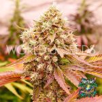 Burger Kush Early Version