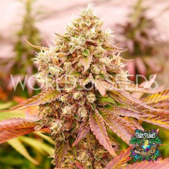Burger Kush Early Version