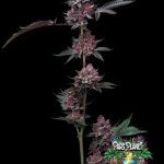 Cherry Poppers Seeds