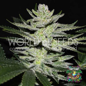 Chocolate Thai OG