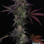 Divine Nectar Feminized Seeds by Cipher Genetics