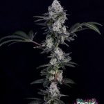 Frozeti Feminized Seeds by Cipher Genetics