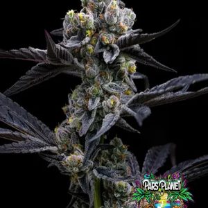 Garlic Cookies Strain Seeds