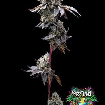 GMO Cookies Seeds