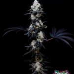 Gassy Knolls Feminized Seeds by Cipher Genetics