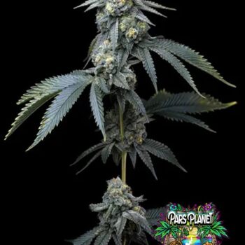 Jealousy Seeds