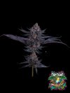 Scarlet Cookies Feminized Seeds by Tokesly - Image 2