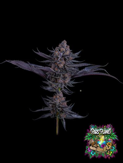 Scarlet Cookies Feminized Seeds by Tokesly - Image 2