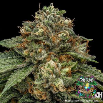 Kroma Feminized