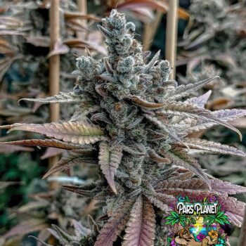 Lemon Elixir Seeds