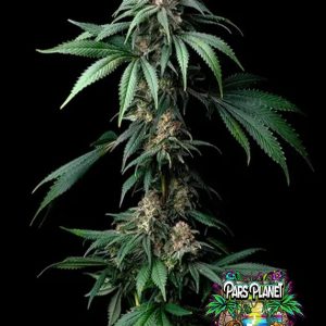 Mendo Breath Seeds