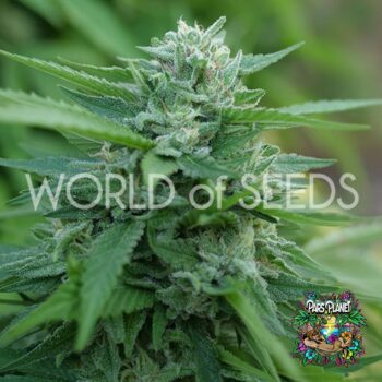 Mongolia THC Free