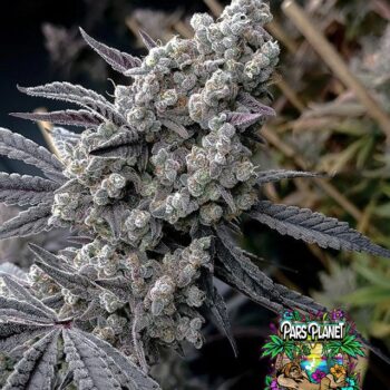 Pineapple Pucker Seeds