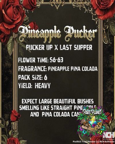 Pineapple Pucker Seeds