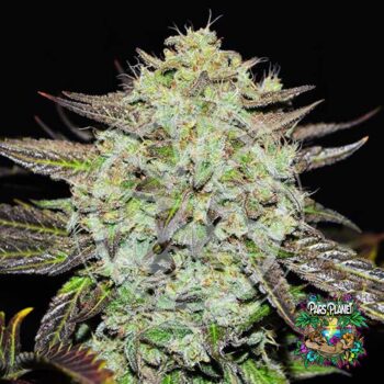 Purple Mango Kush