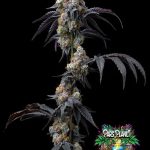 Rainbow Sherbet Seeds