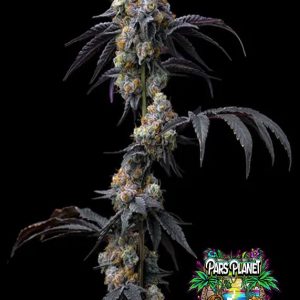 Rainbow Sherbet Seeds