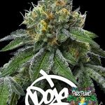 RS11 x Banana OG Seeds