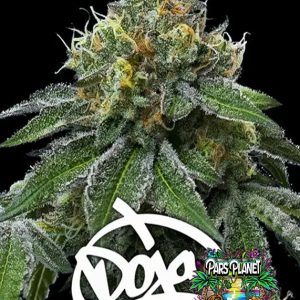 RS11 x Banana OG Seeds