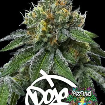 RS11 x Banana OG Seeds