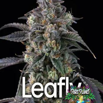 Super Boof Seeds