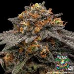 Shimo Feminized Seeds