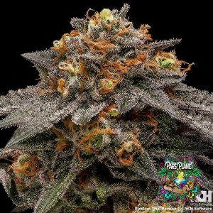 Shimo Feminized Seeds