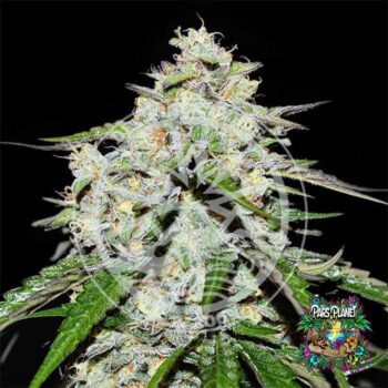 Space Cookies Auto