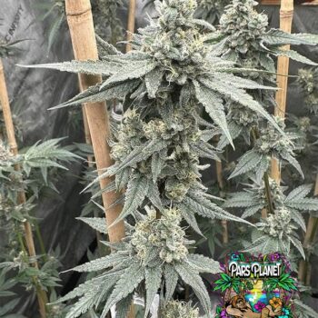 Sundae Supper Seeds